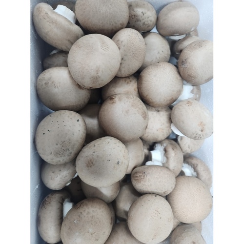 [항암양송이*원재료(정과)*한박스]-상세정보