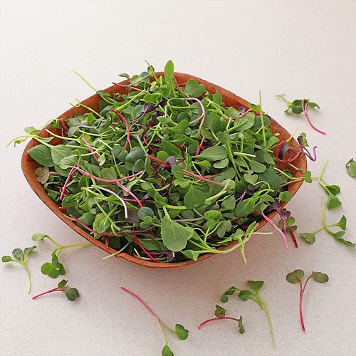 [무농약이상어린잎채소]-상세정보