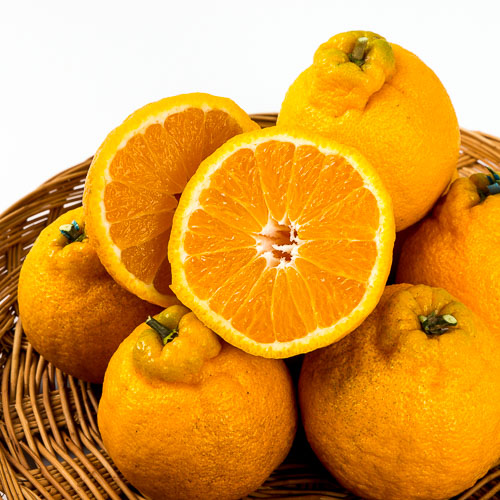 [국내산한라봉]-상세정보