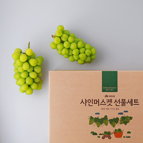 샤인머스캣선물세트*3송이*택배 이미지 4