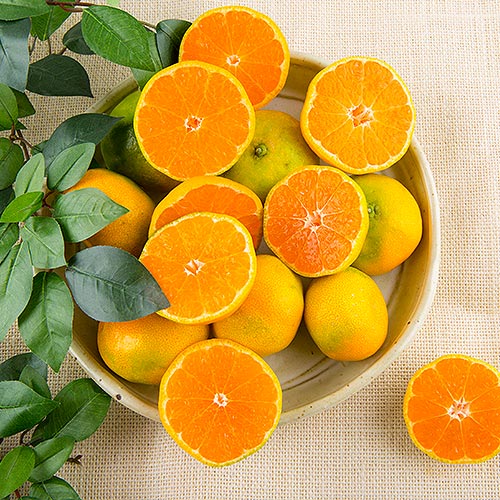 무농약항암감귤